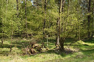 Schleswig-Holstein, Bark, Wittenborner Heide NIK 6085.jpg