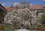 Arbre dans le Jardin des Bijoux.