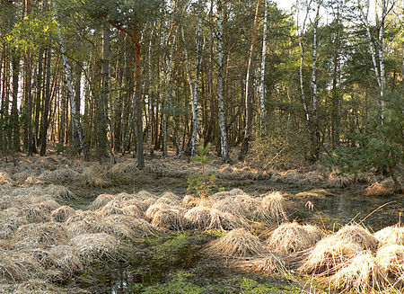 Schwarzes Moor Gras