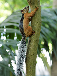 Ένας πολύχρωμος σκίουρος (Sciurus variegatoides atrirufus) (πραγματικός ορισμός 2.141 × 2.855)