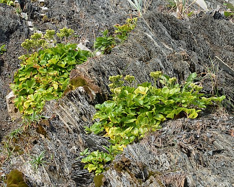 Scots Lovage (Ligusticum scoticum)