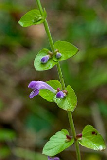 Scutellaria cardiophylla.jpg