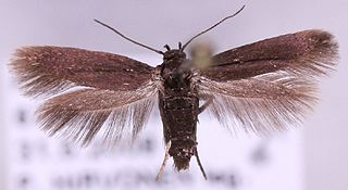 <i>Scythris potentillella</i> Species of moth