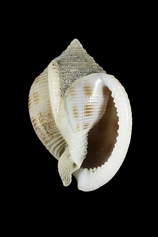 <i>Semicassis bondarevi</i> Species of marine gastropod