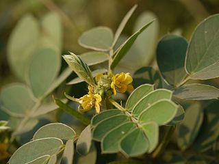 <i>Senna uniflora</i> Species of plant
