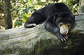 Malaienbär im Bornean Sun Bear Conservation Centre