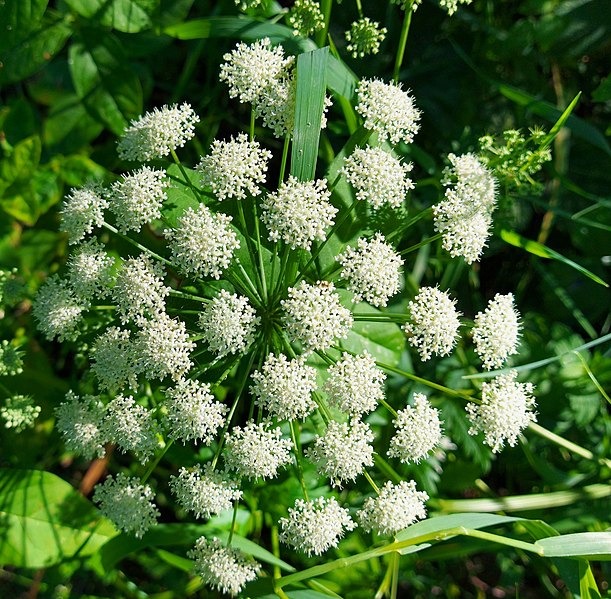 File:Seseli libanotis flower (24).jpeg