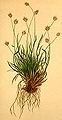 Sesleria ovata