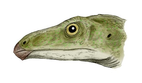 Shuvosaurus