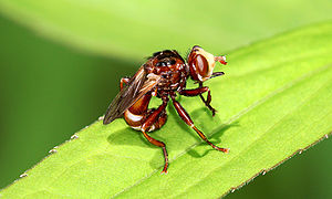 Common broad-forehead bladder-head fly (Sicus ferrugineus)