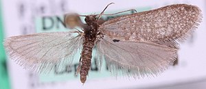 Siederia listerella.jpg