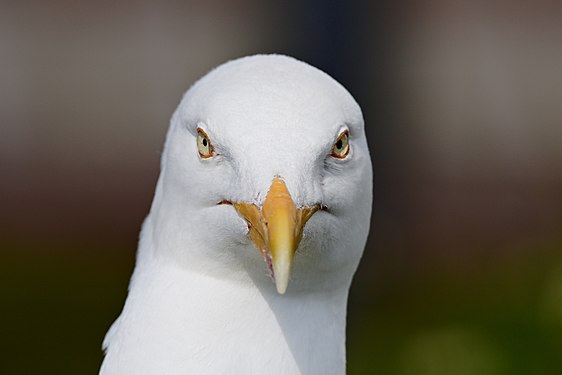 Hering gull in Greetsiel, Germany