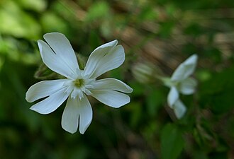 Silene latifolia (Silène à larges feuilles)