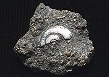 Perak-diganti gastropoda di fossiliferous limestone, Penyelundup Tambang, Aspen, Colorado.jpeg
