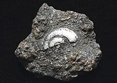 Silver-replaced gastropod in fossiliferous limestone, Smuggler Mine, Aspen, Colorado.jpeg