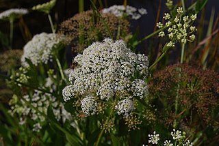 <i>Sium latifolium</i> species of plant