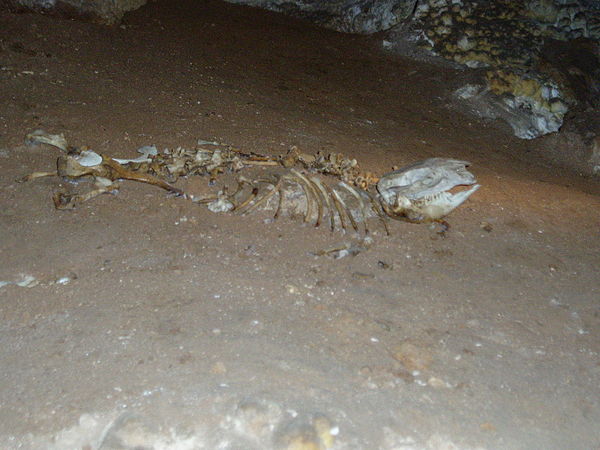 An articulated wombat skeleton in Imperial-Diamond cave (Jenolan Caves)
