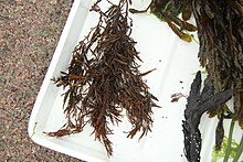 A fresh piece of Halidrys siliquosa lying in a tray, with some other seaweeds