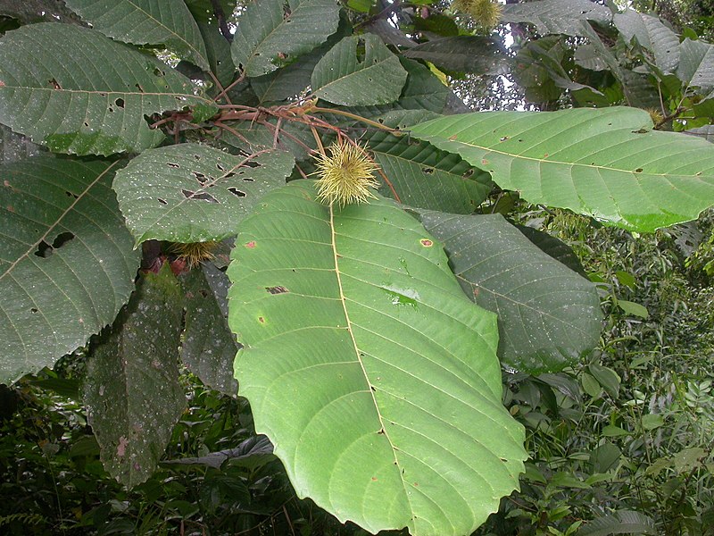 File:Sloanea zuliaensis.jpg