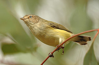 Stutzschnabel (Smicrornis brevirostris)