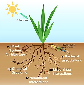 <span class="mw-page-title-main">Rhizosphere</span> Region of soil or substrate comprising the root microbiome