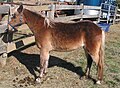 English: American Schetland Pony Deutsch: American Shetlandpony: Brauner mit Silver Dapple. Das Braune Fell am Körper ist nicht beeinflußt, Mähne und Schweif haben die typische Silberfarbe und das Fell an den Beinen wurde von schwarz zu silbrig-schokoladenbraun aufgehellt.