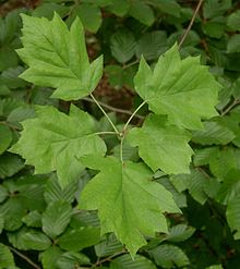 Рябина глоговина (Sorbus torminalis): листья