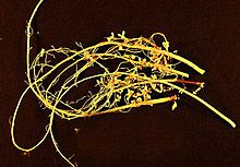 Soybean-root-nodules.jpg