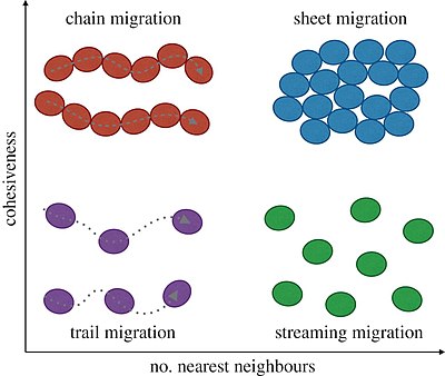 Spectrum of collective cell migration Spectrum of collective cell migration.jpg