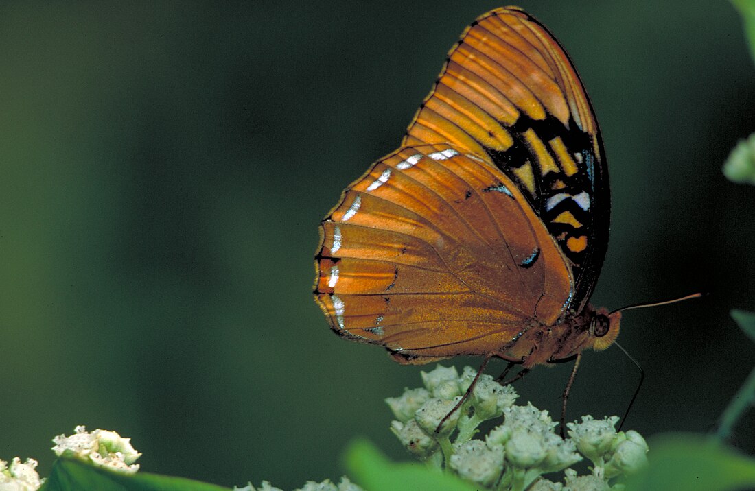 Argynnis diana