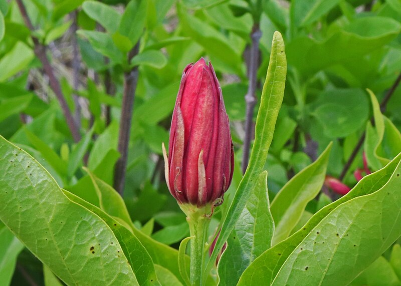 File:Spice Bush bud (Calycanthus cidentalis) JCB.jpg