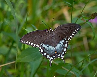 <i>Papilio troilus</i> Species of butterfly