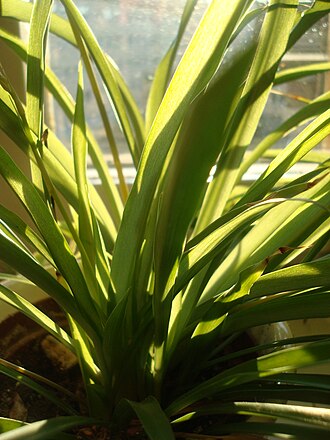Spider plants (Chlorophytum comosum) absorb some airborne contaminants Spider Plant Blades.JPG