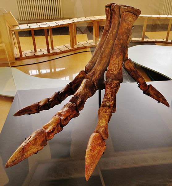 Reconstructed foot bones of Spinosaurus; note the straight claws and enlarged hallux (first toe) touching the ground
