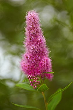 Spiraea billardii MichaD.jpg