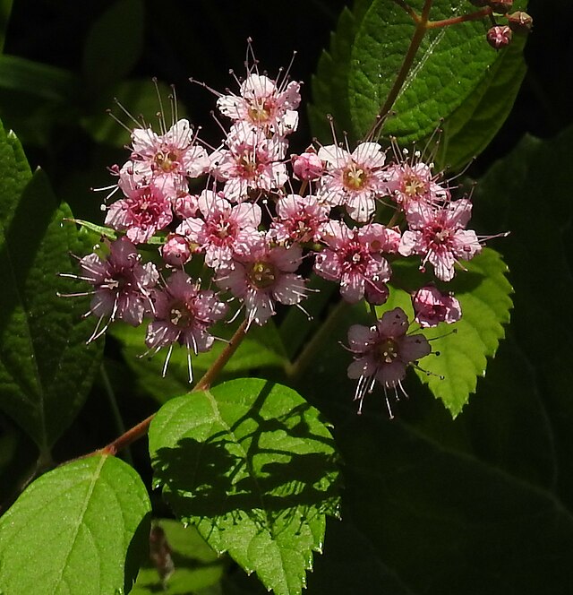 Спирея когда цветет и сколько. Спирея гейфшнера. Spiraea japonica. Спирея Genpei. Спирея японская Генпей.