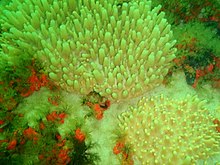 Sponges at the ammunition barge P9055220.JPG