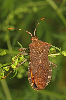 Скуош бъг - Anasa repetita, градински парцел Elkhorn, Колумбия, Мериленд.jpg