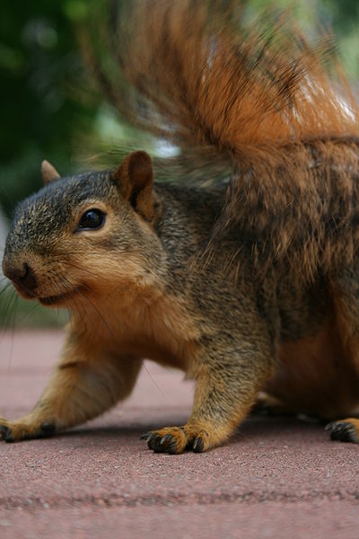 File:Squirrel 002.JPG