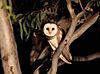 St barn owl - Christopher Watson.jpg