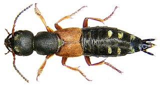 <i>Staphylinus erythropterus</i> Species of beetle