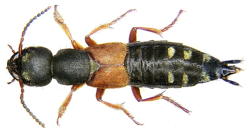 File:Staphylinus erythropterus Linné, 1758 (3182024007).jpg