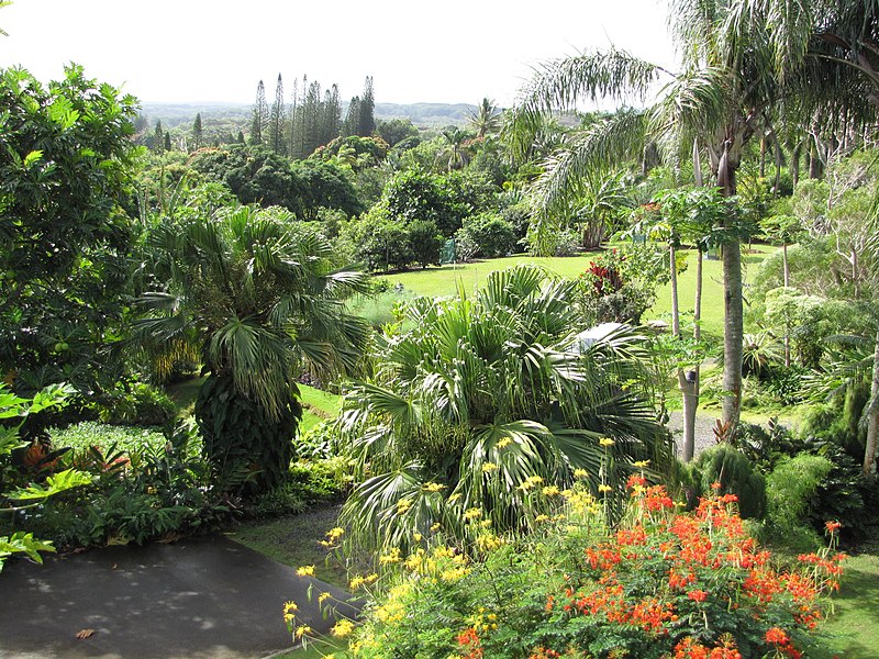 File:Starr-121108-0661-Livistona chinensis-habit garden view-Pali o Waipio-Maui (24828070539).jpg