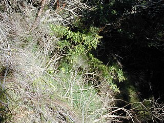 <i>Dubautia plantaginea</i> Species of plant