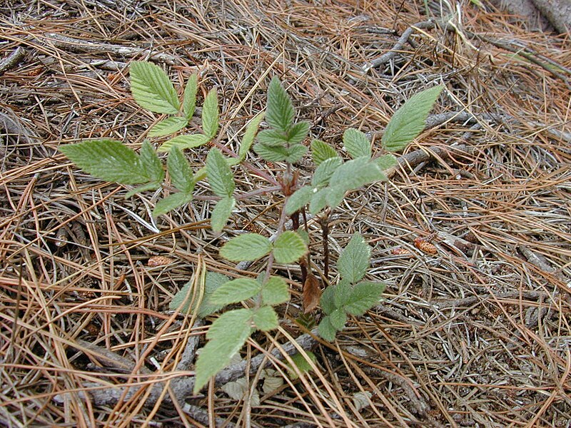 File:Starr 021126-0072 Rubus niveus f. b.jpg