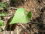 Stær 050911-4401 Ipomoea ochracea.jpg