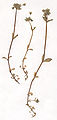 Stellaria pallida Herbar.jpg