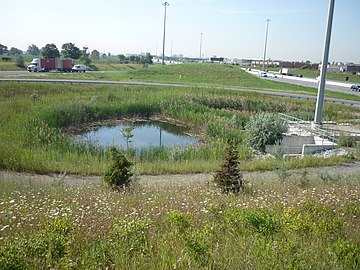 Ставок-відстійник у круговій рампі (перехрестя HWY427 і Rexdale Blvd, Онтаріо