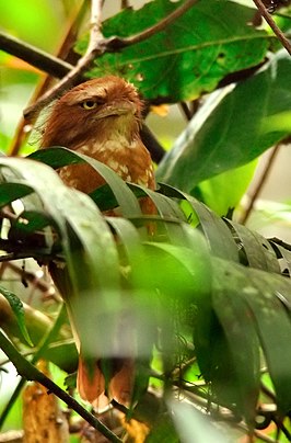 Sumatraanse kikkerbek