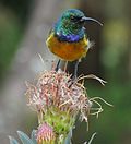 Miniatura para Anthobaphes violacea